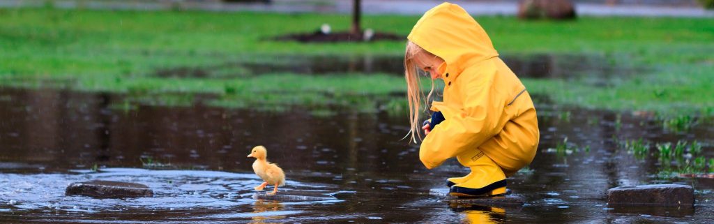 cropped-baby_duck_rain_park_pond_waterproof_cute_love_nature_animals_mood_2048x13651.jpg